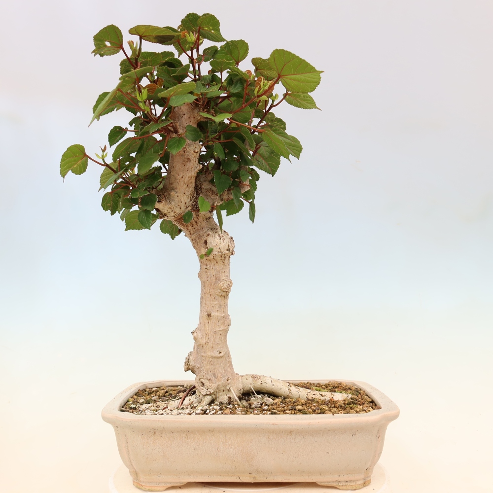 Bonsai da interno - Hibiscus tiliaceus - Ibisco marino