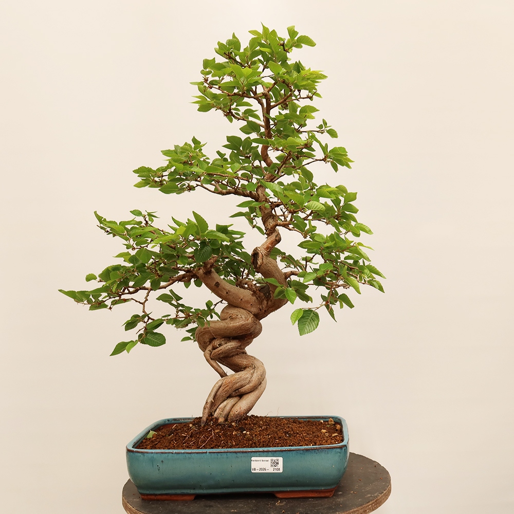 Bonsai da esterno -Carpinus Coreana - Carpino coreano