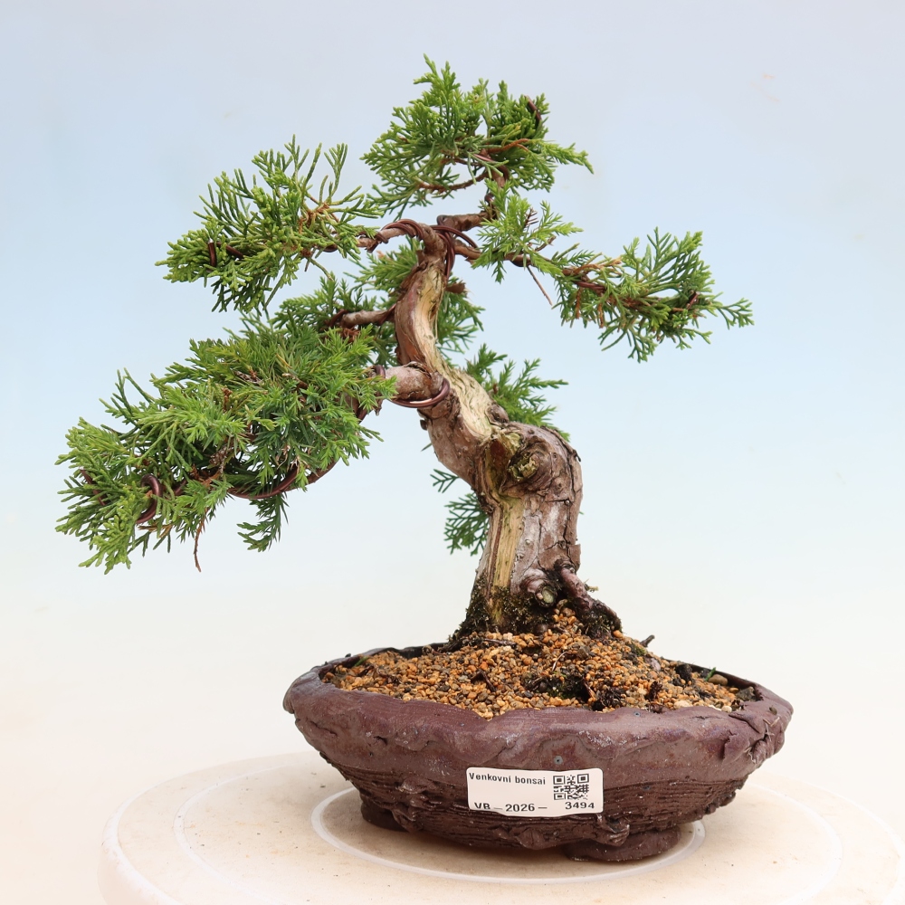 Bonsai da esterno - Juniperus chinensis Itoigawa-Juniperus chinensis