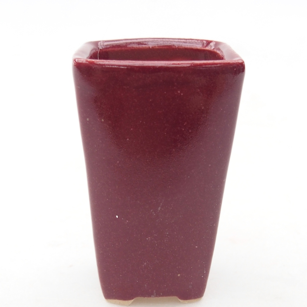 Mini bonsai 3,5 x 3 x 5,5 cm, colore bordeaux