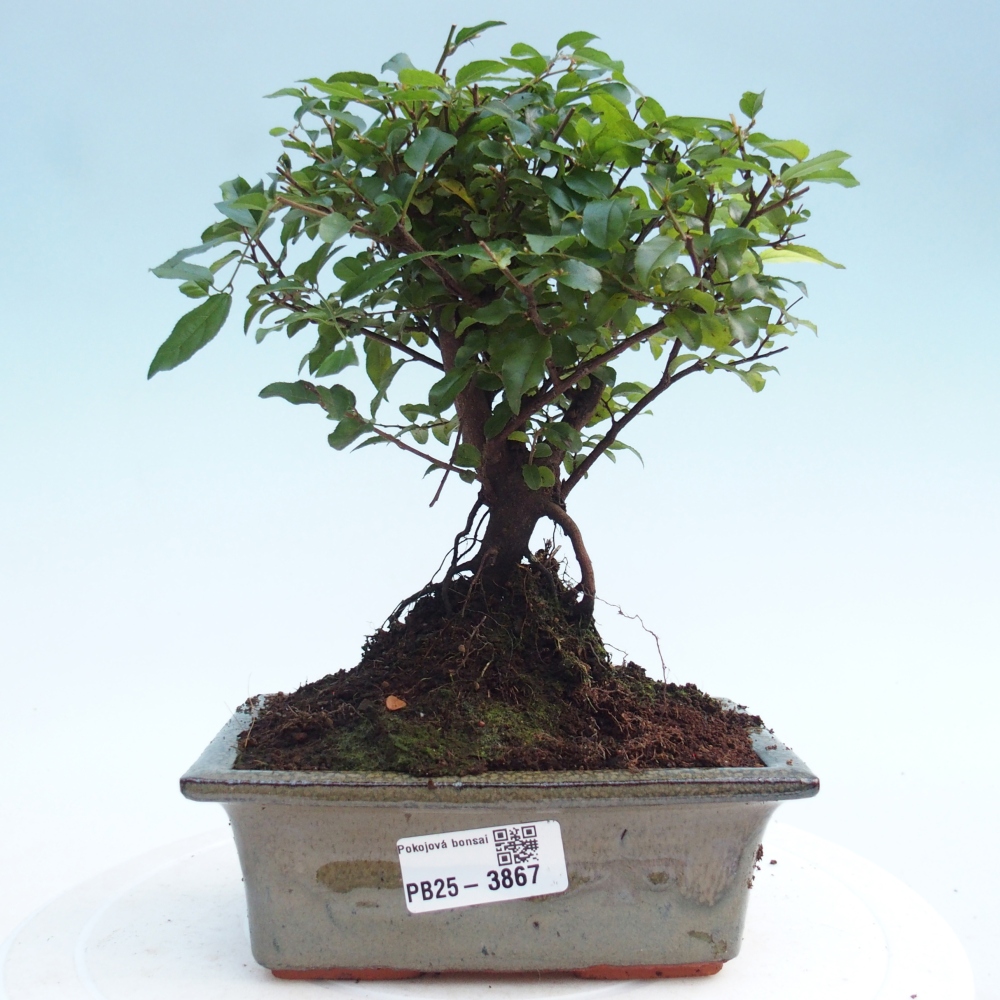 Camera bonsai - Sageretia thea - Sageretia thea