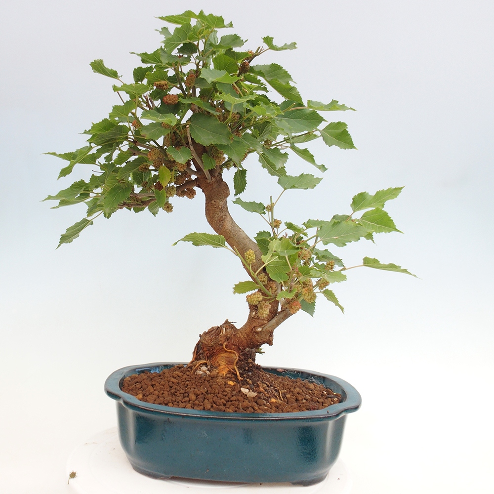Bonsai da esterno -Morus alba - gelso