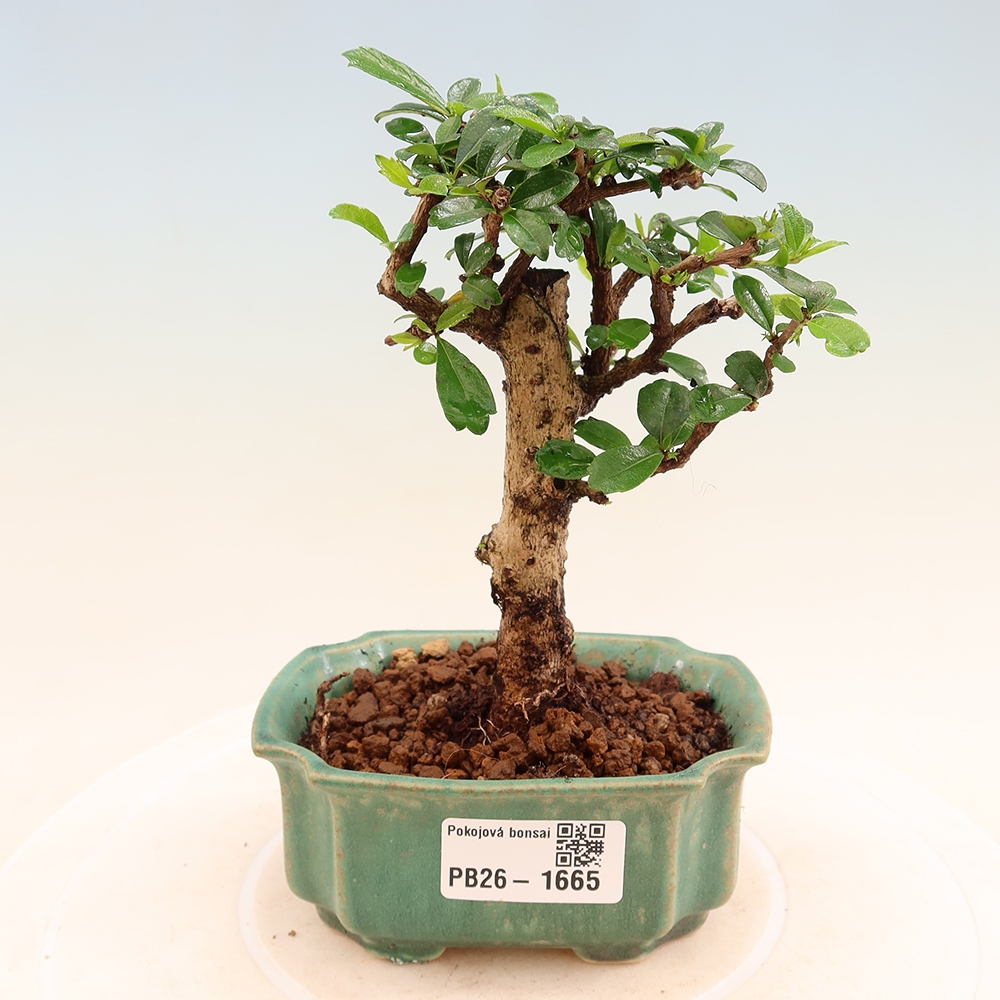Camera bonsai - Carmona macrophylla - Tea fuki