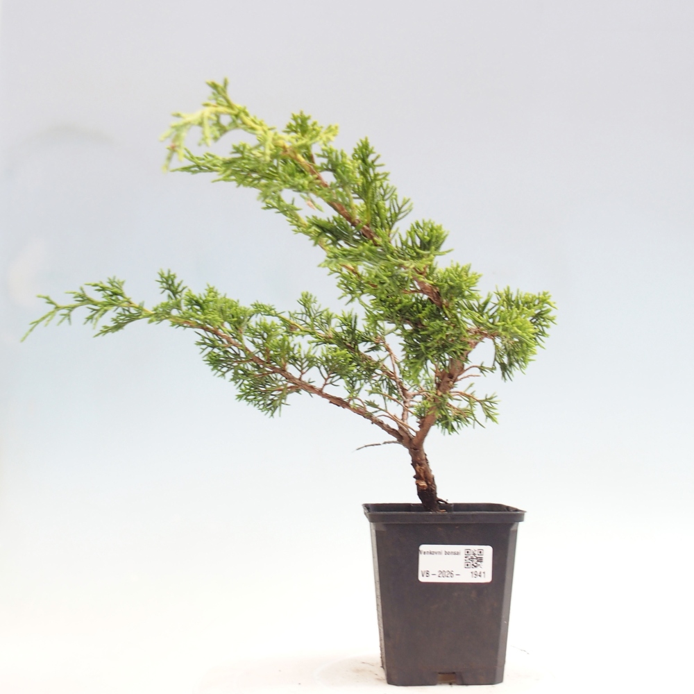 Bonsai da esterno - Juniperus chinensis Itoigawa