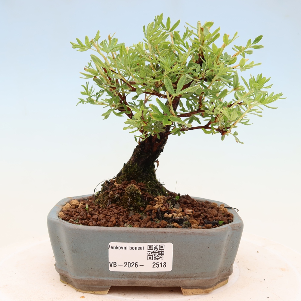 Bonsai da esterno - Potentila fruticosa