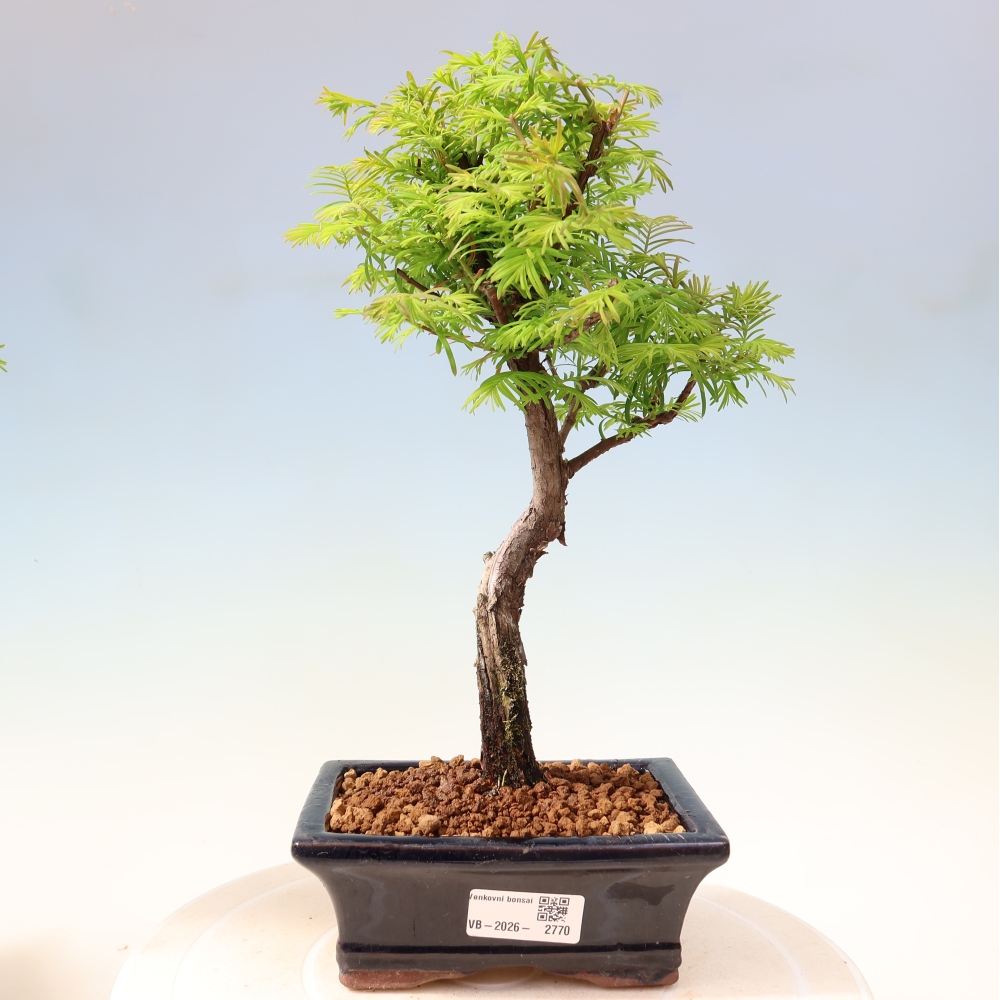Bonsai da esterno - Metasequoia glyptostroboides - Metasequoia cinese