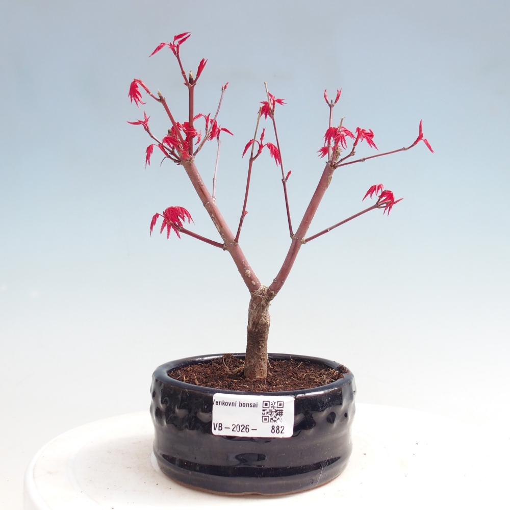 Bonsai da esterno - Acer palmatum DESHOJO