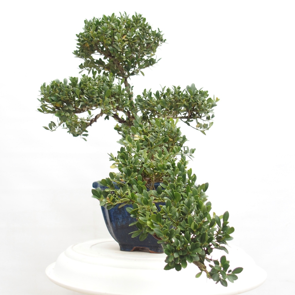 Camera bonsai - Ilex crenata - Agrifoglio