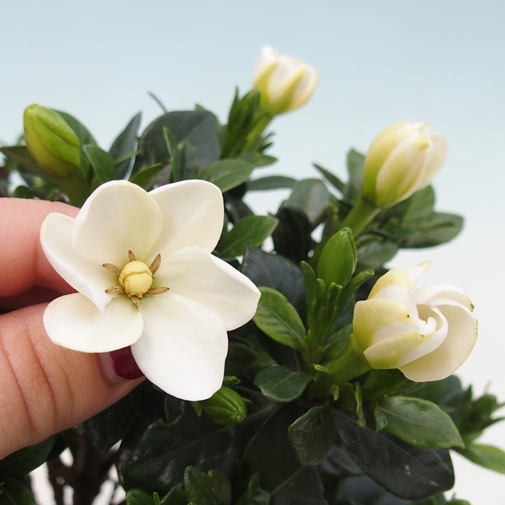 Camera bonsai - Gardenia jasminoides-Gardenia
