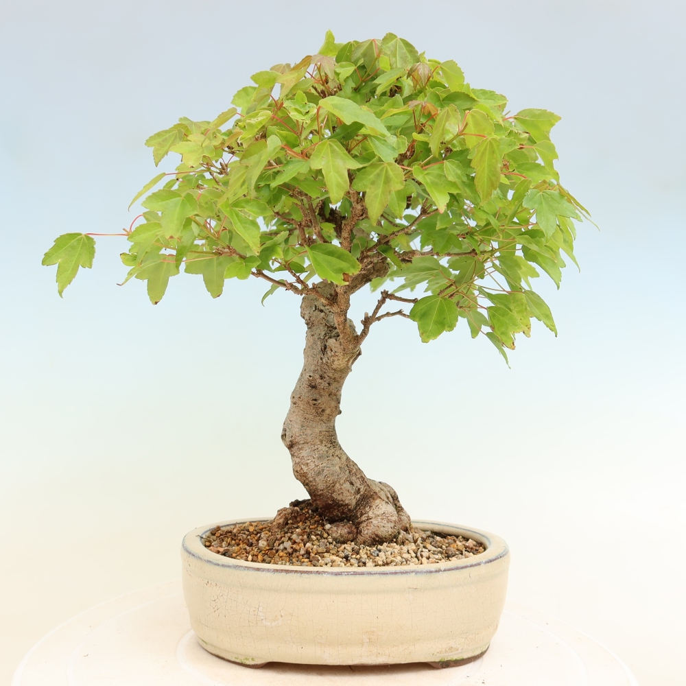 Bonsai da esterno - Acero Burger - Acer Burgerianum