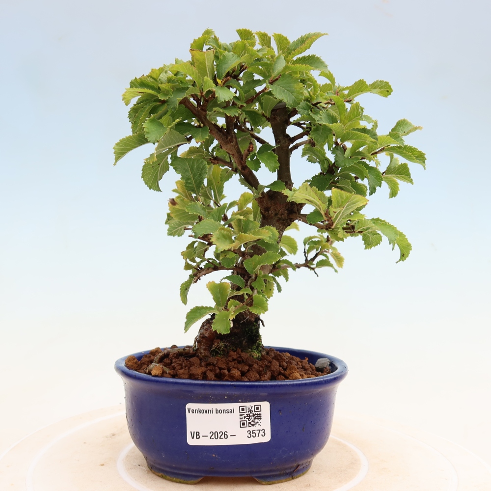 Bonsai da esterno - Zelkova - Zelkova NIRE