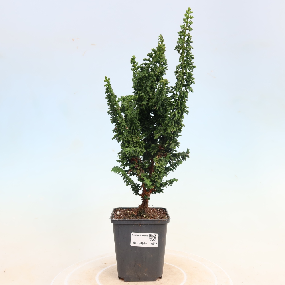 Bonsai da esterno - Cham. obtusa SEKKA HINOKI - Cipresso