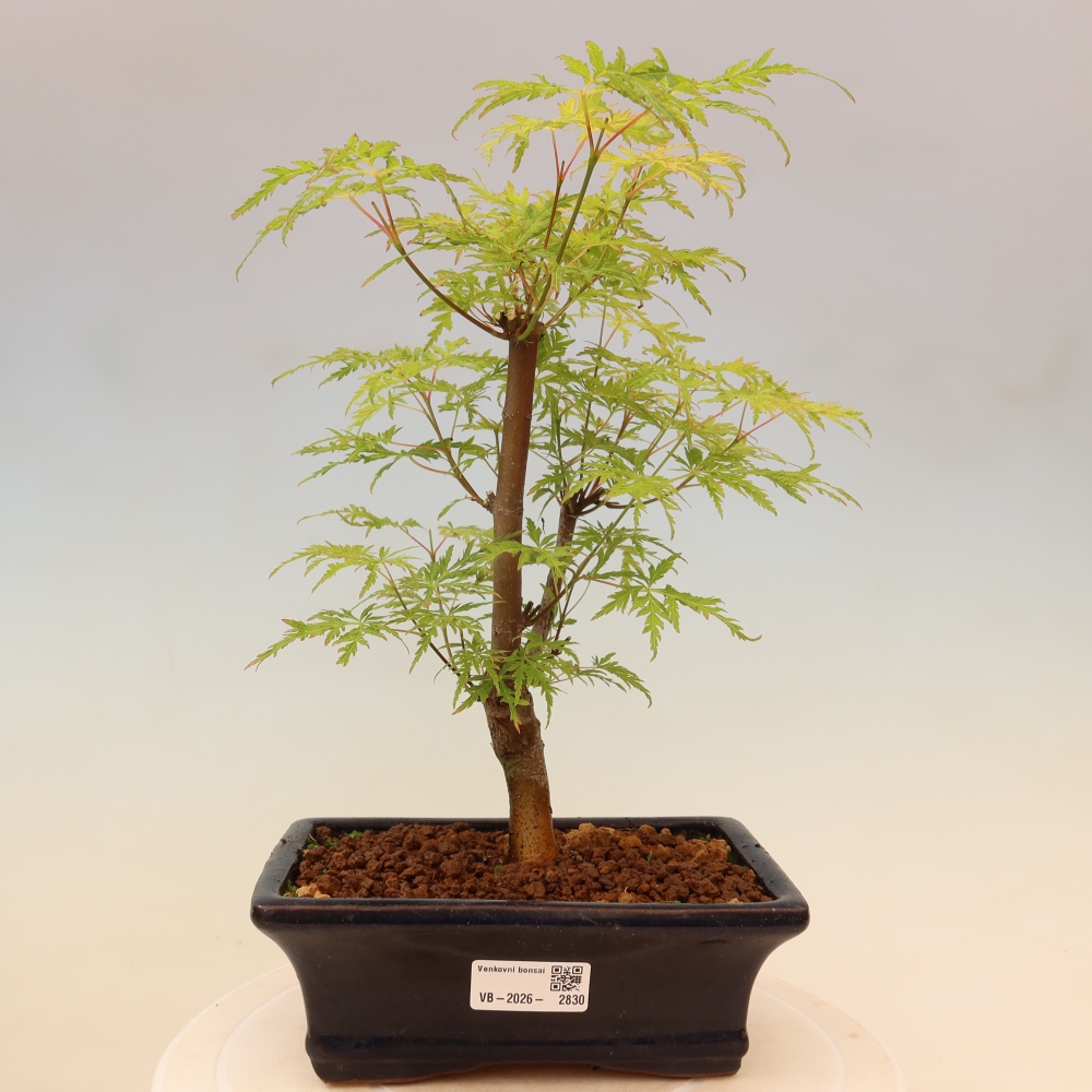 Bonsai da esterno - Acer palmatum Dissectum