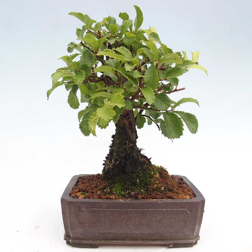 Bonsai da esterno - Zelkova - Zelkova NIRE