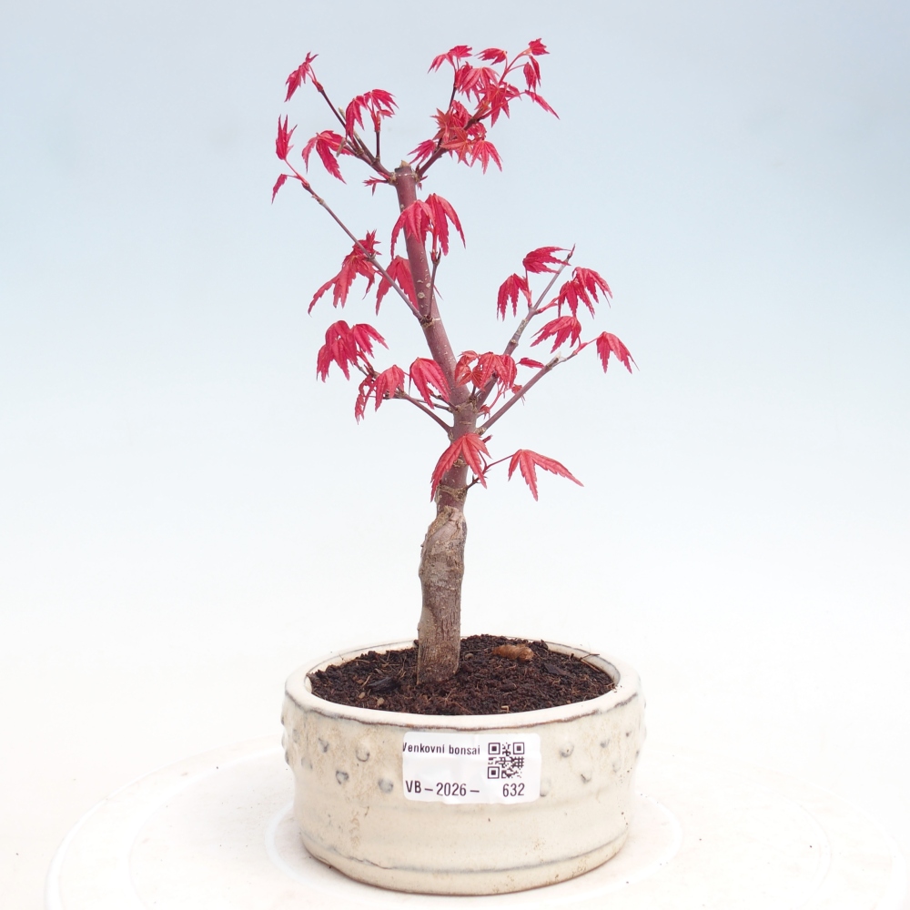 Bonsai da esterno - Acer palmatum DESHOJO