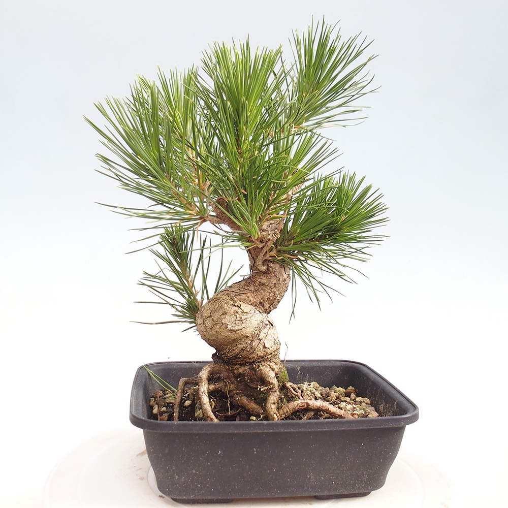 Bonsai da esterno - Pinus thunbergii - Pino di Thunberg
