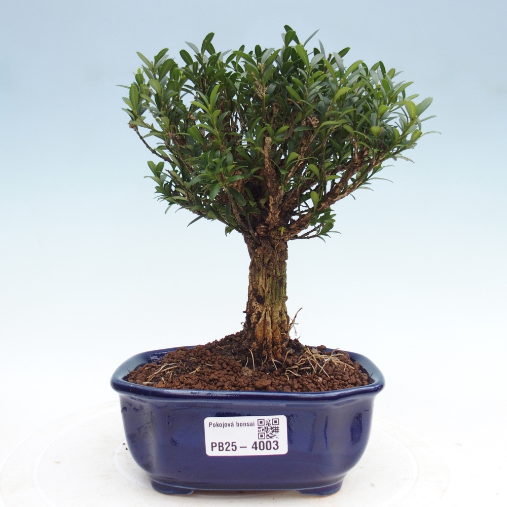 Camera bonsai - Buxus harlandii - buxus da sughero