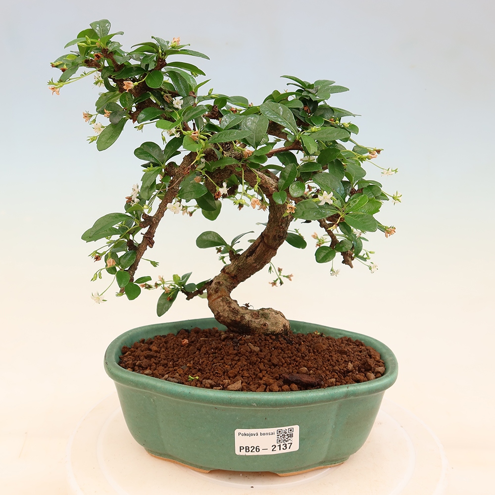 Camera bonsai - Carmona macrophylla - Tea fuki