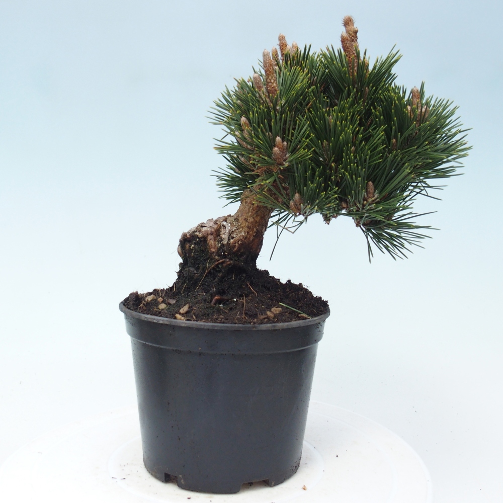 Bonsai da esterno - Pinus thunbergii senjyumaru - Pino di Thunberg