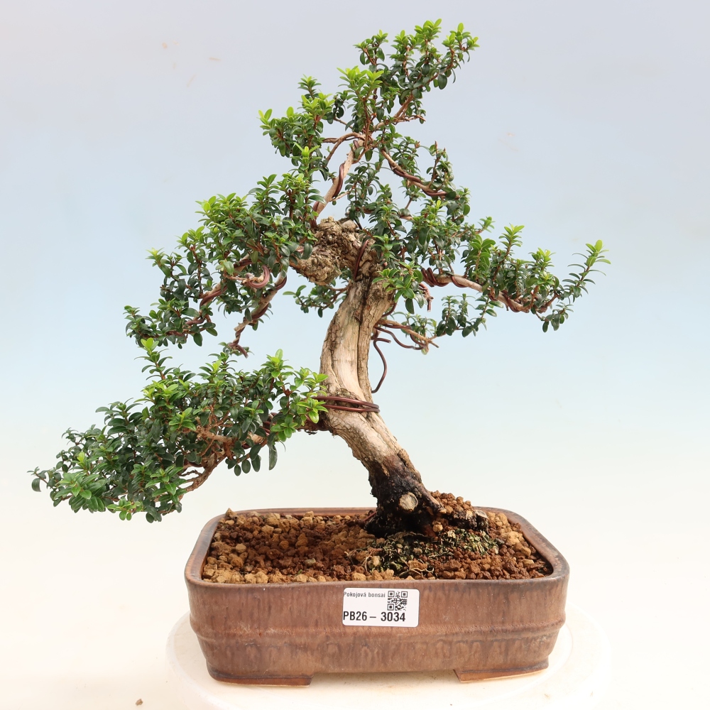 Bonsai da camera - Myrtus communis - Mirto