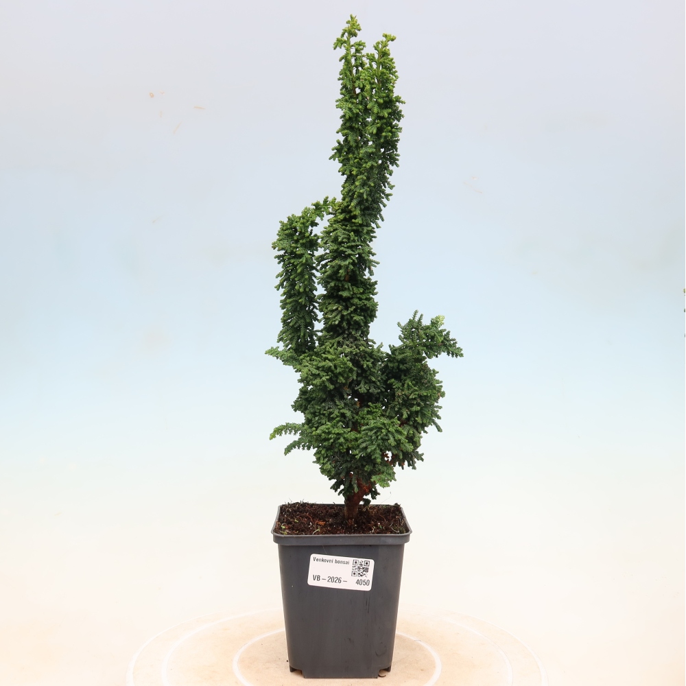 Bonsai da esterno - Cham. obtusa SEKKA HINOKI - Cipresso