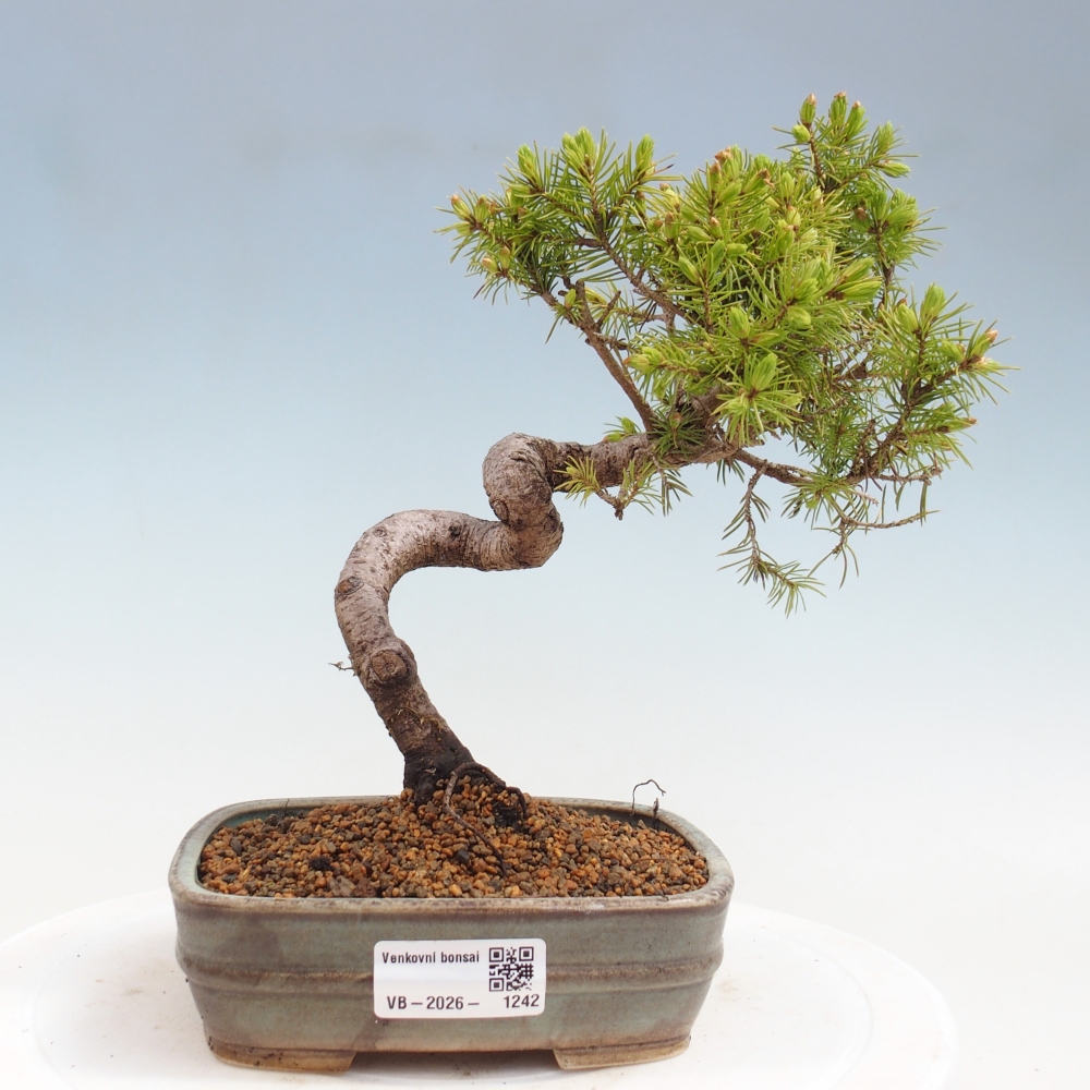 Bonsai da esterno - Abete rosso - Picea glauca globo