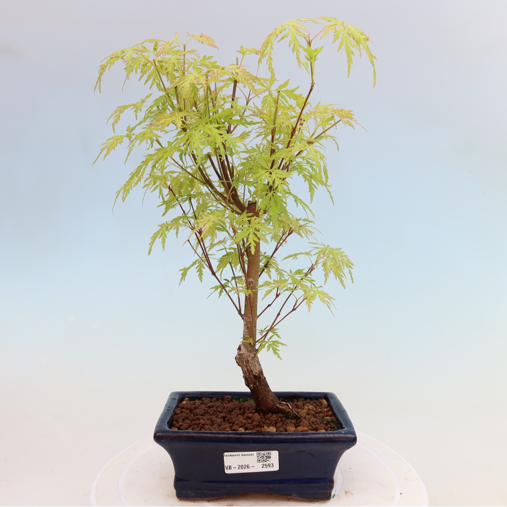 Bonsai da esterno - Acer palmatum Dissectum