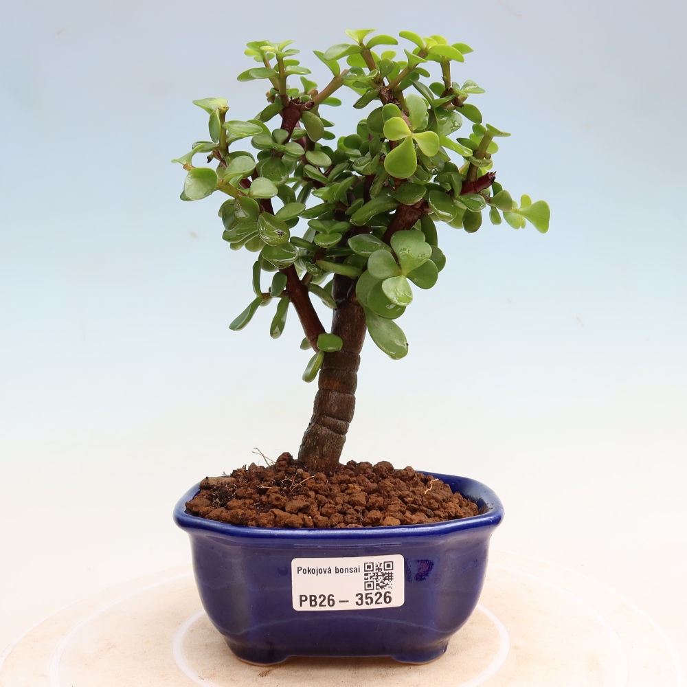 Camera bonsai - Portulakaria Afra - Tlustice