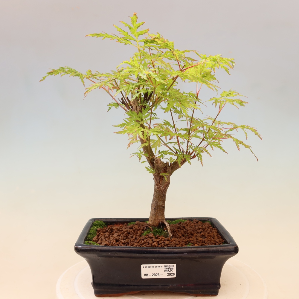 Bonsai da esterno - Acer palmatum Dissectum