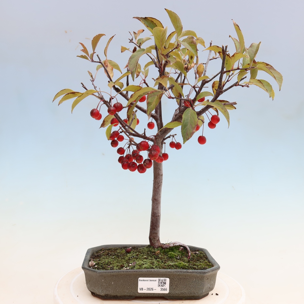 Bonsai da esterno -Malus domestica - Melo a piccoli frutti a foglie rosse