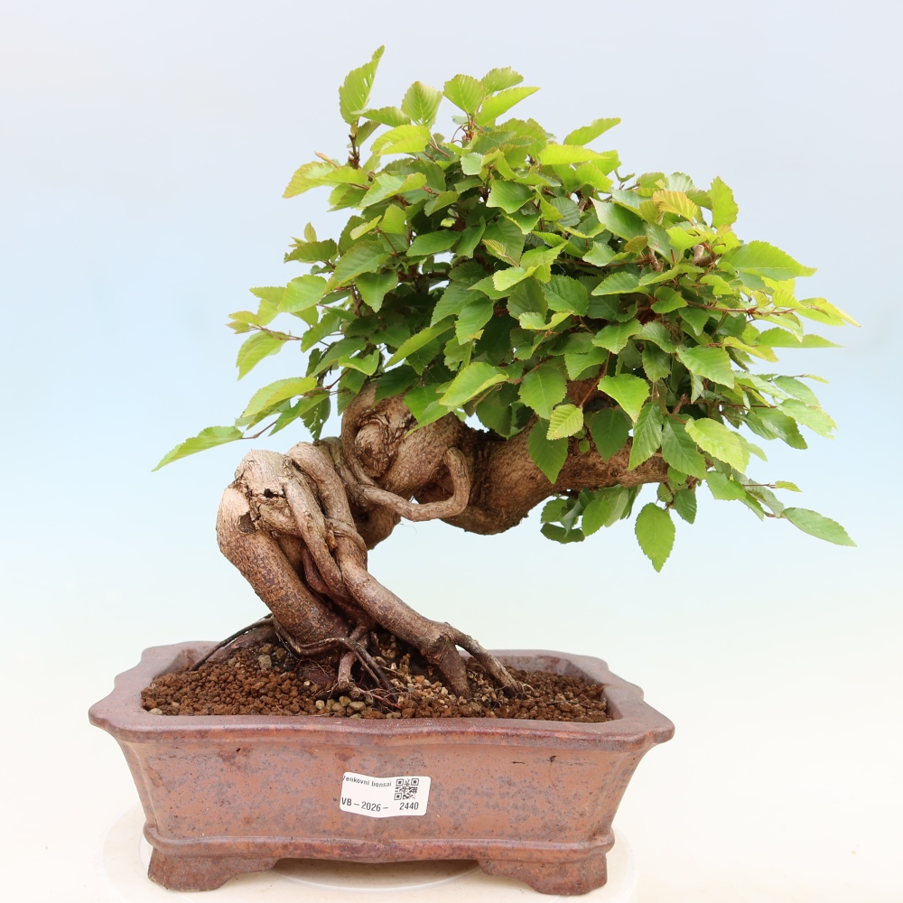 Bonsai da esterno -Carpinus Coreana - Carpino coreano