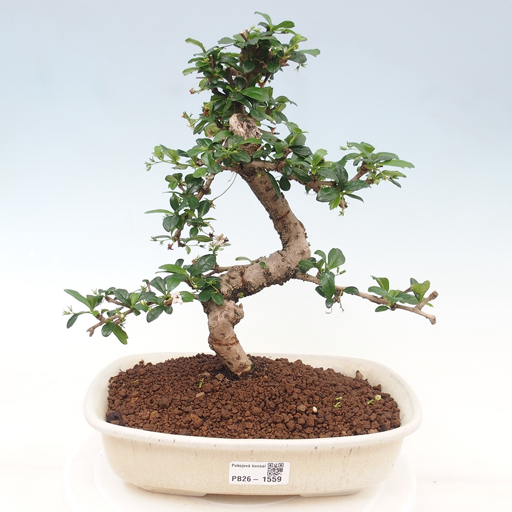 Camera bonsai - Carmona macrophylla - Tea fuki