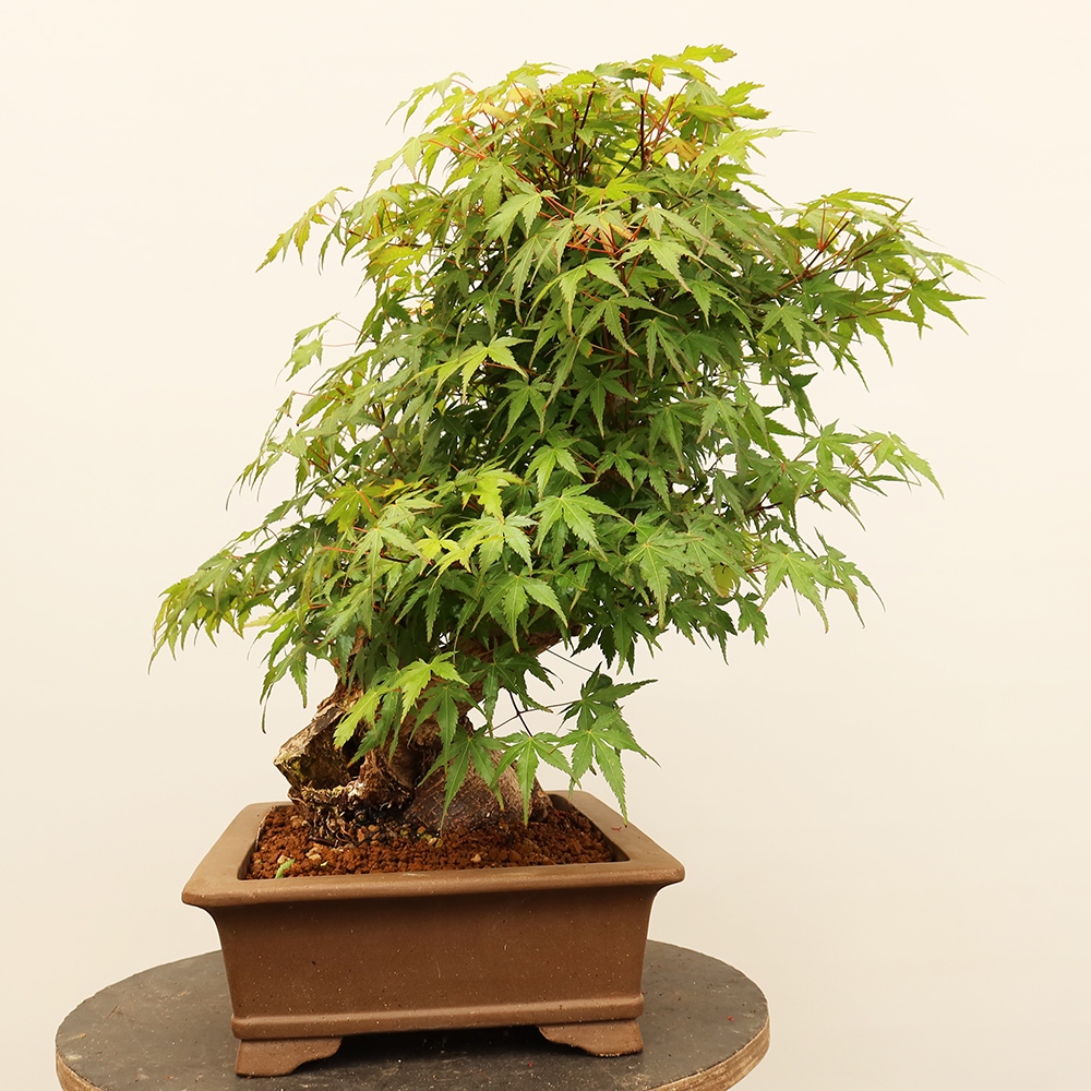 Bonsai da esterno - Acero palmatum - Palme