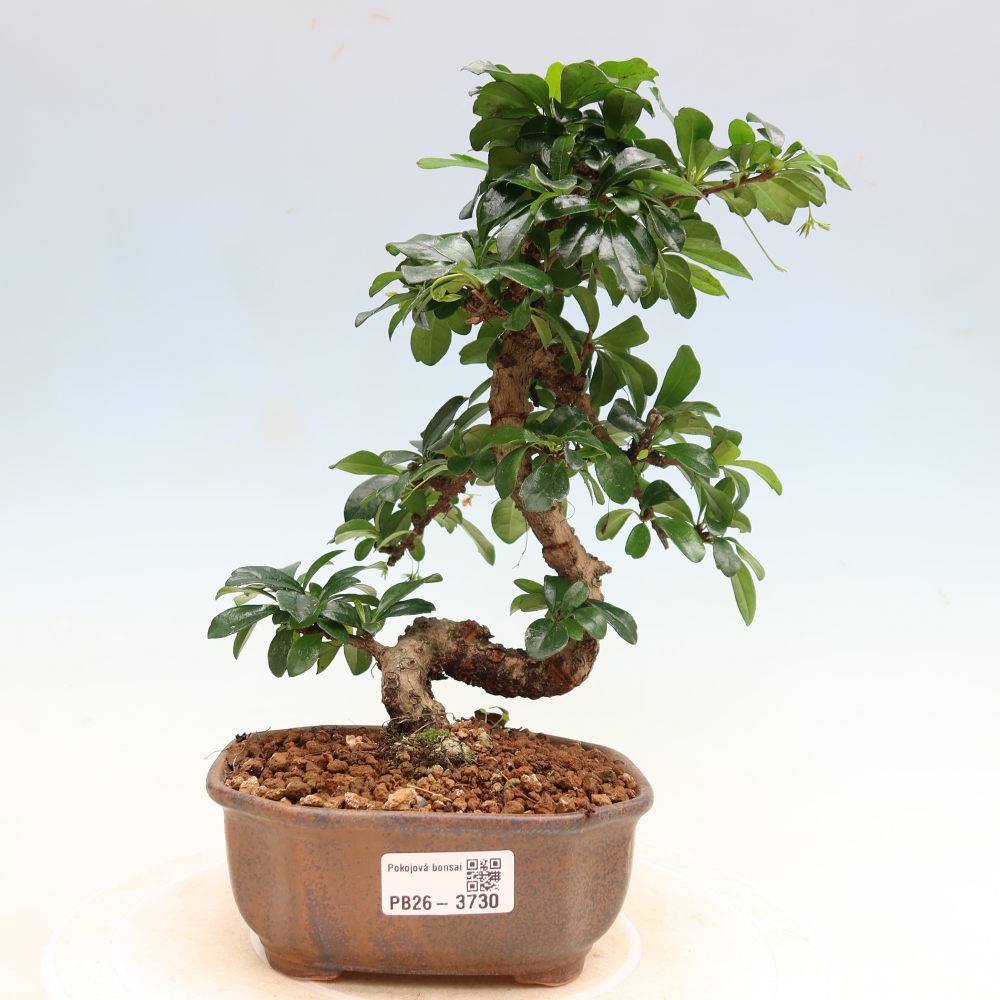 Camera bonsai - Carmona macrophylla - Tea fuki
