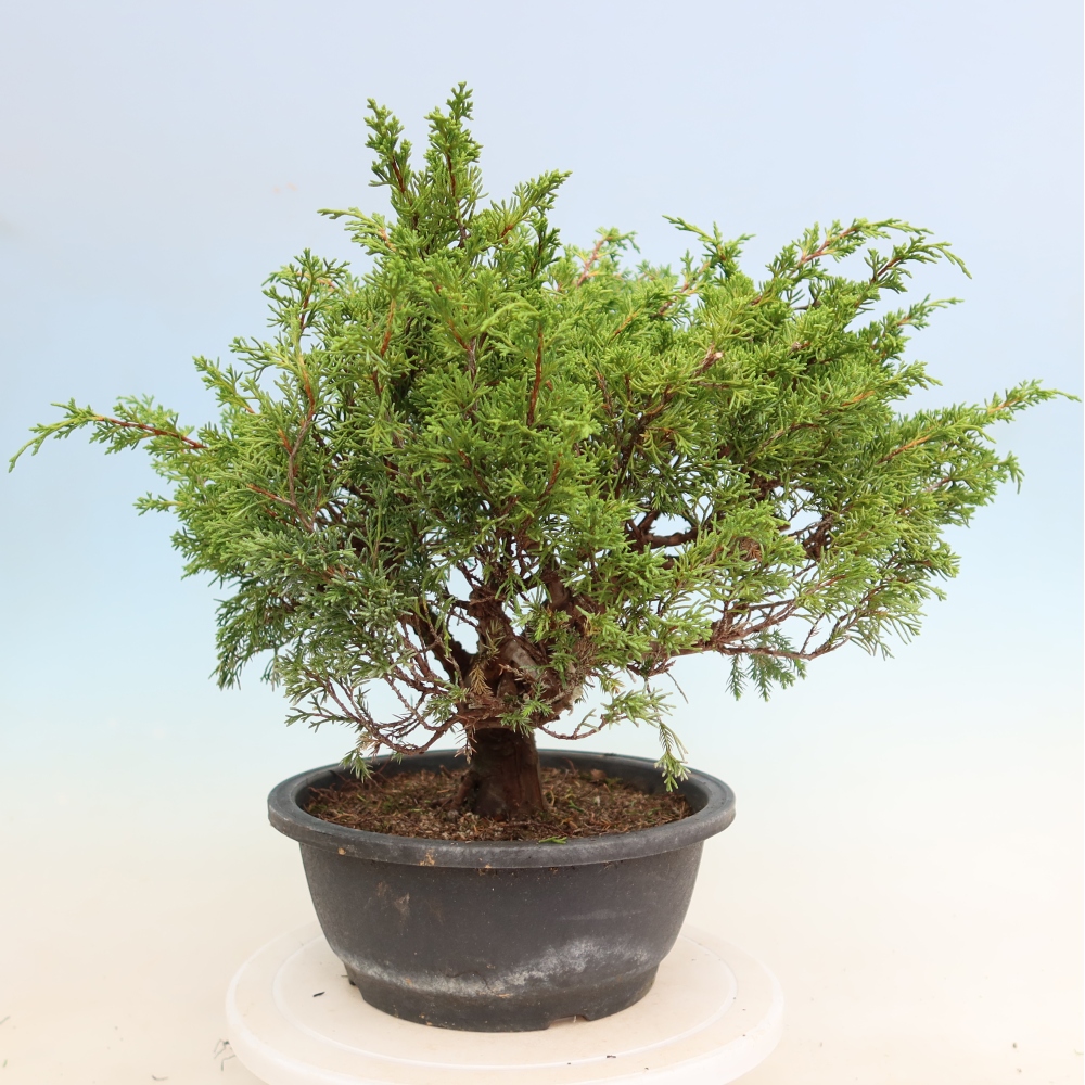 Bonsai da esterno - Juniperus chinensis Itoigawa-Juniperus chinensis