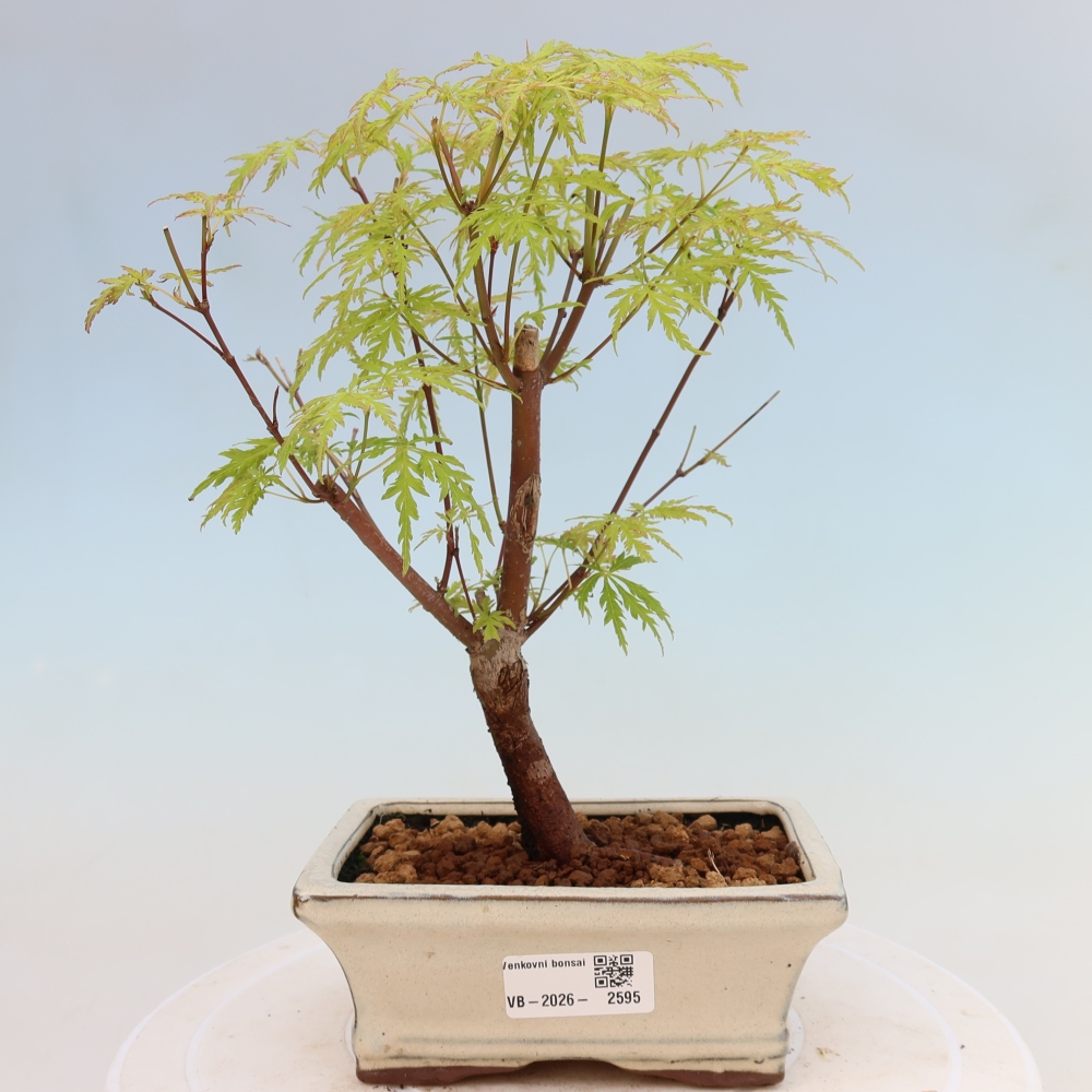 Bonsai da esterno - Acer palmatum Dissectum