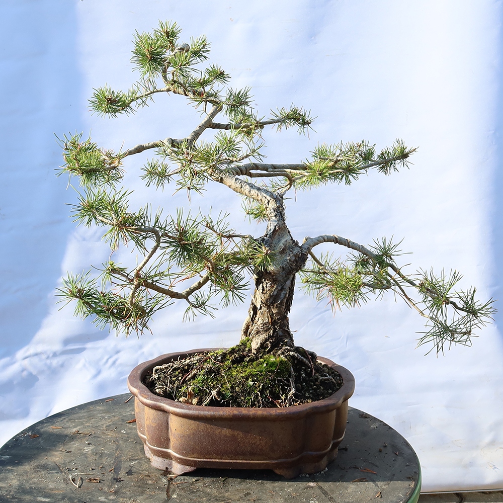 Pinus sylvestris Spagna - pino silvestre