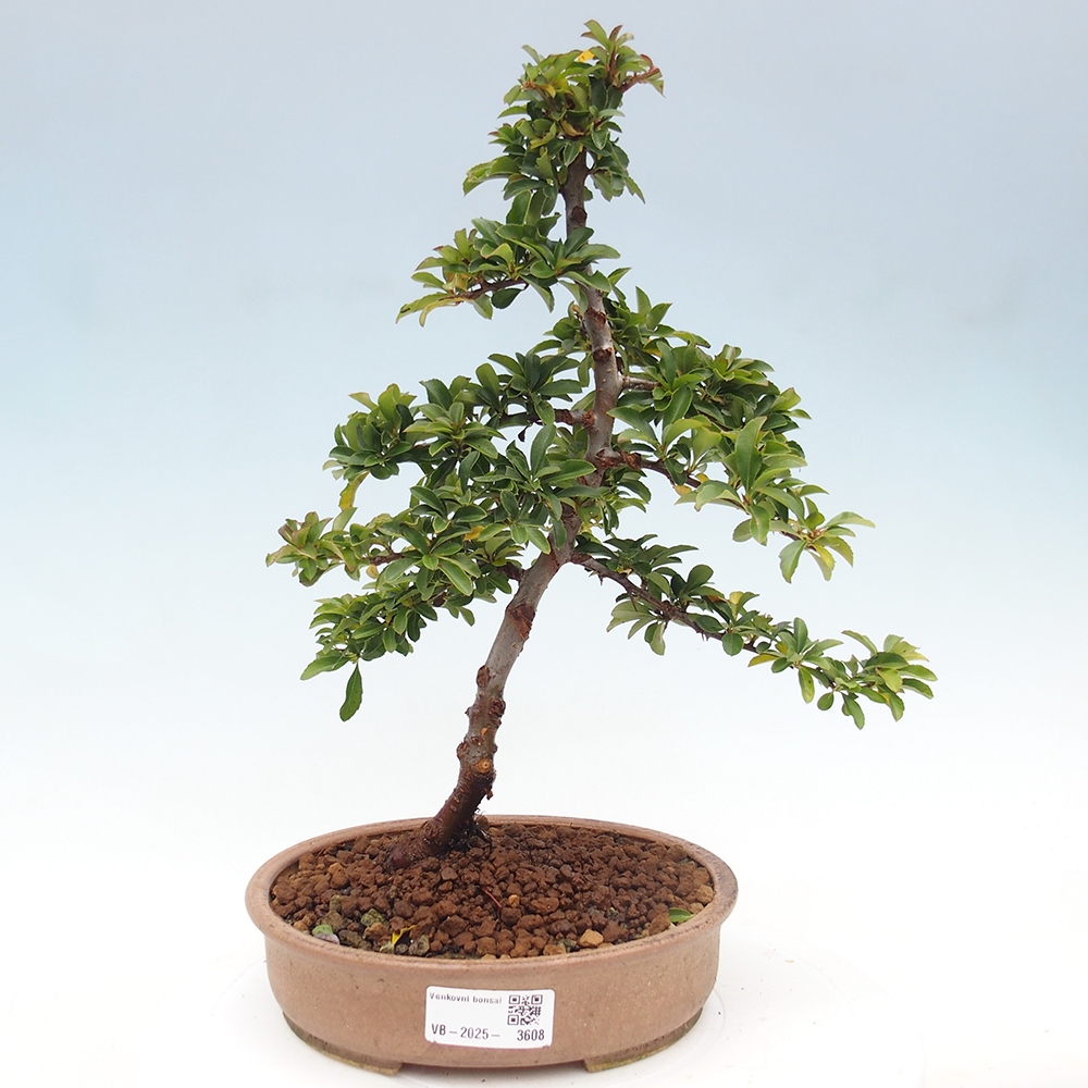 Bonsai da esterno-Pyracantha Teton -Hlox