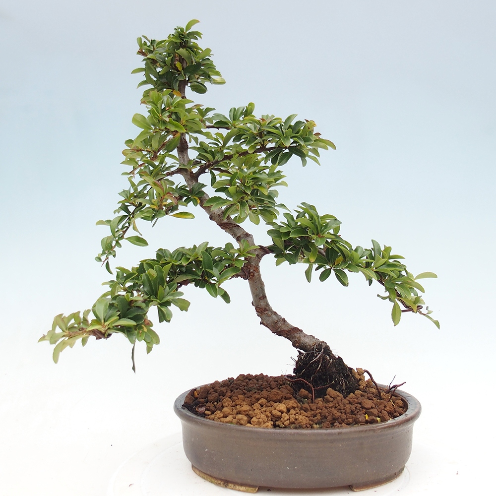 Bonsai da esterno-Pyracantha Teton -Hlox
