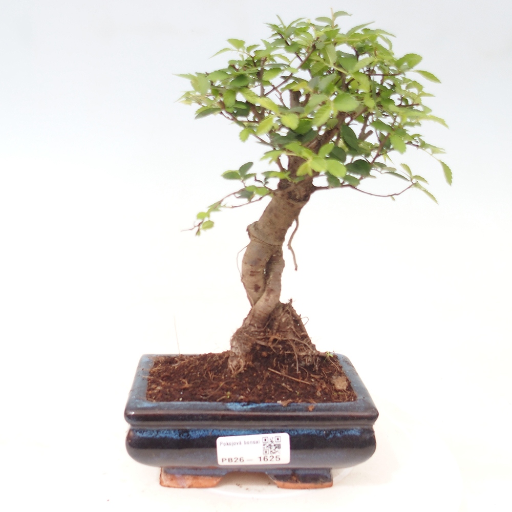 Camera bonsai - Ulmus parvifolia - Olmo a foglie piccole