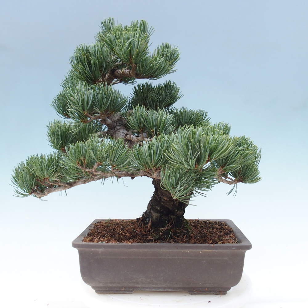 Bonsai da esterno - Pinus parviflora - Pinus parviflora