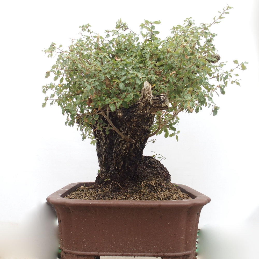 Yamadori - Quercus Ilex - Agrifoglio di quercia
