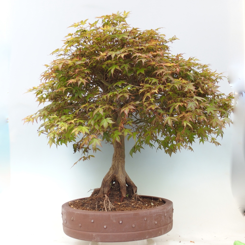 Acero norvegese - Acer palmatum Beni Tsukasa