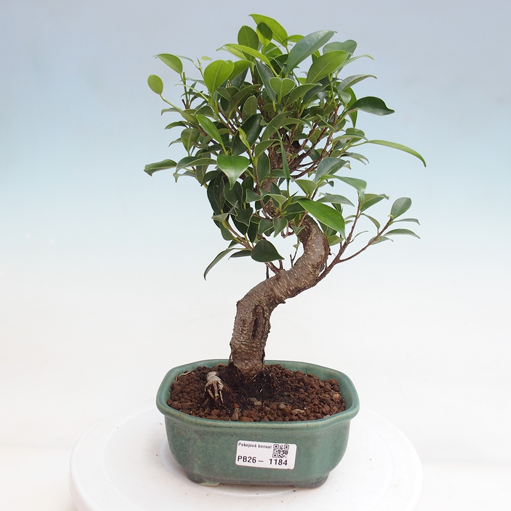 Camera bonsai - Ficus retusa - ficus a foglie piccole