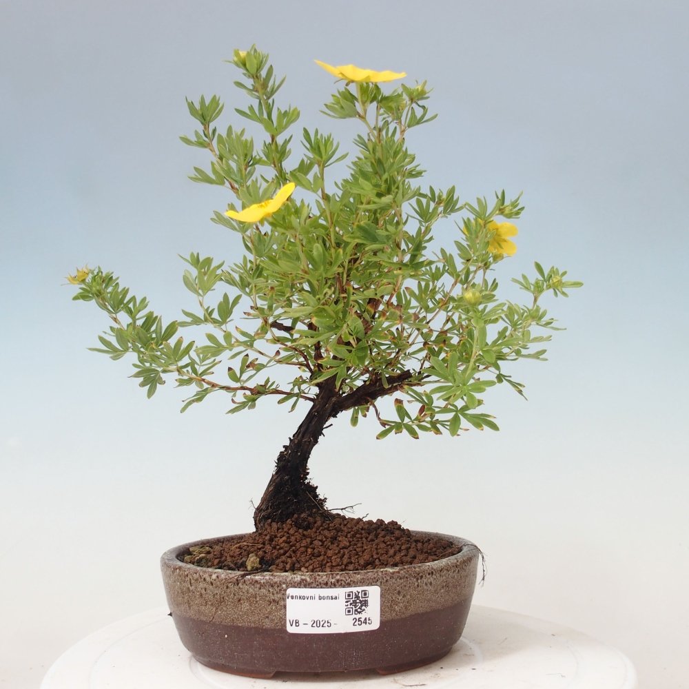 Bonsai da esterno - Potentila fruticosa yellow Bird