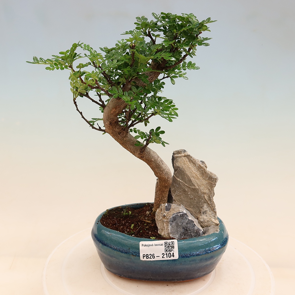 Camera bonsai - Zantoxylum piperitum - albero del pepe