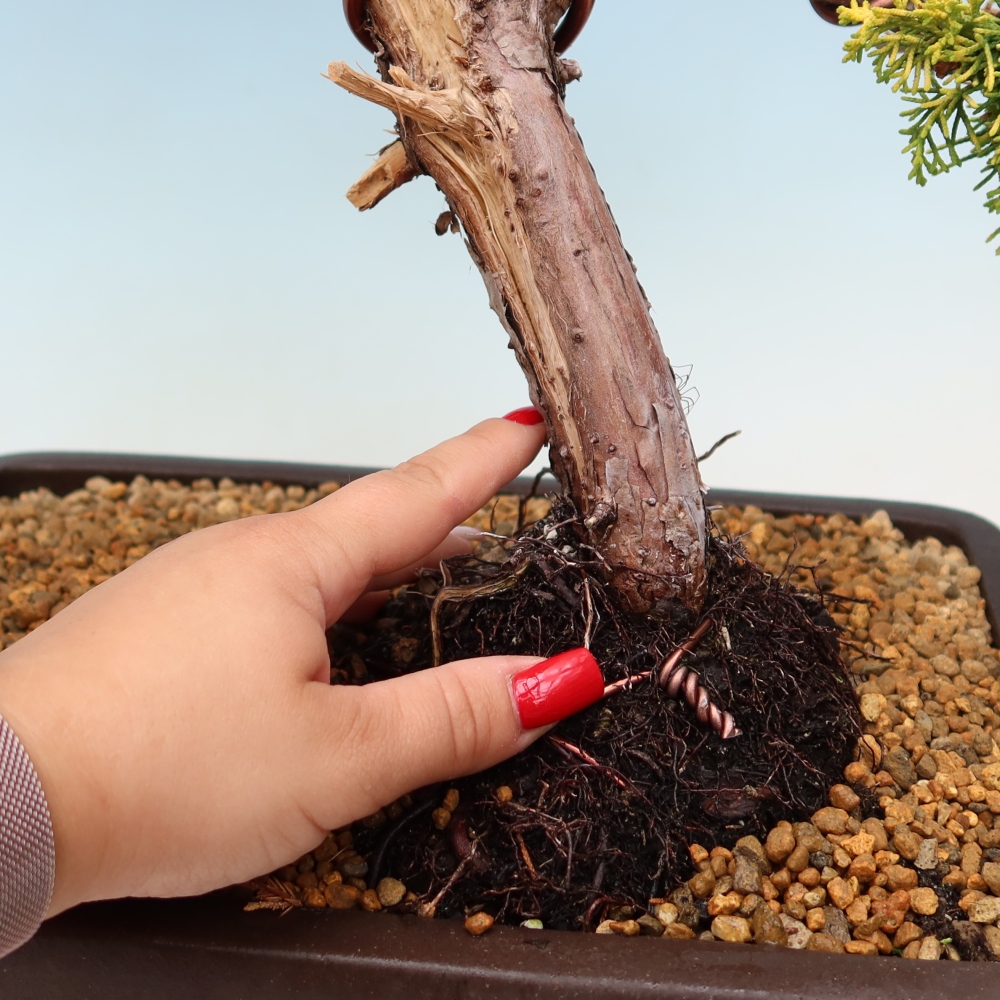 Bonsai da esterno - Juniperus chinensis  aurea - Ginepro cinese dorato