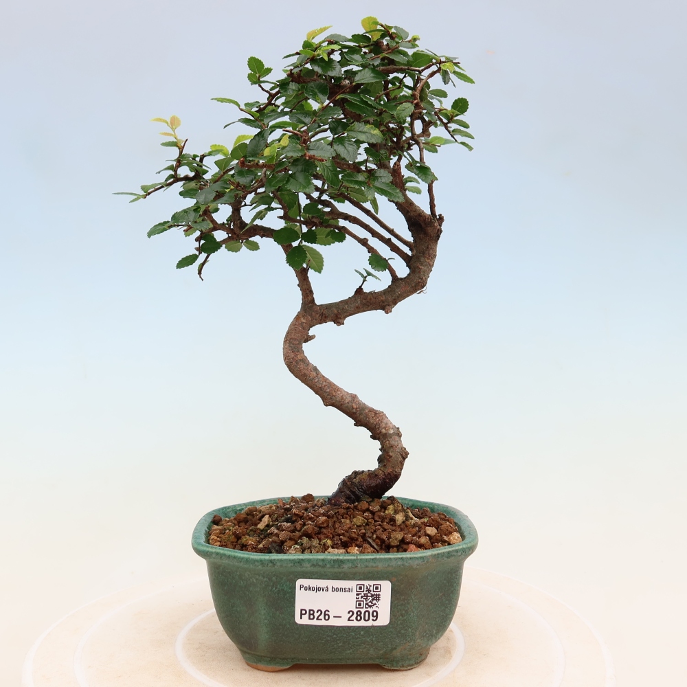 Camera bonsai - Ulmus parvifolia - Olmo a foglie piccole