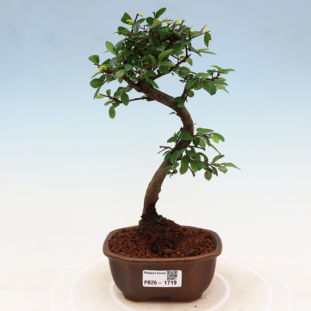 Camera bonsai - Ulmus parvifolia - Olmo a foglie piccole