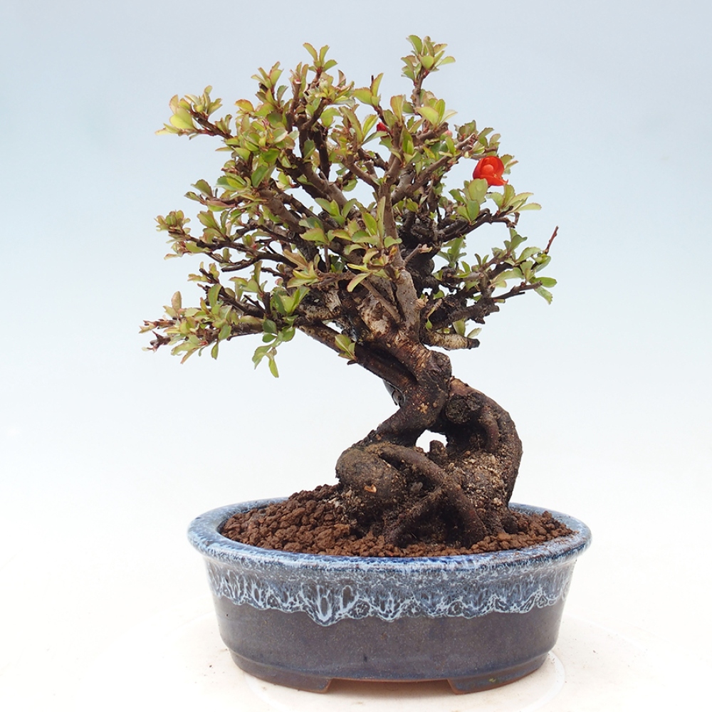Bonsai da esterno - Chaneomeles speciosa - Cotogno